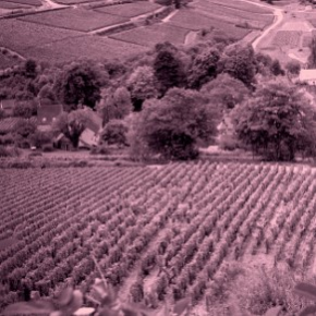 Domaine Guiberteau